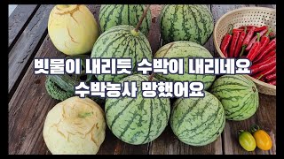 도시농부 옥상텃밭 수박농사 망했어요 | 도시농부 근황