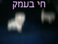 גורים של מלטז