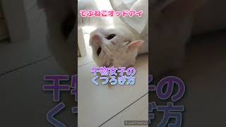 【でぶねこオッドアイ】干物女子を飼っています。いいBGMだけど…寝相がおっさん #猫 #猫のいる暮らし #ねこ #白猫 #でぶねこ #デブ #オッドアイ #オッドアイ猫 #干物 #おっさん #寝相