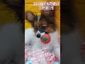 ライラック犬舎　パピヨンブリーダー　ぽっ子♡タムくん♡オーナー様募集中　体重、2.23