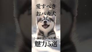 愛すべきおバカ犬🐶シベリアンハスキーはこんな犬 #shorts #シベリアンハスキー #siberianhusky #犬 #子犬 #dog #doglover #アラスカンマラミュート