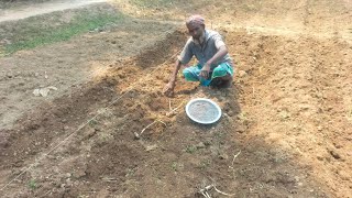 আখের চারা কিভাবে লাগানো হয়)(How sugarcane seedlings are planted