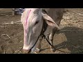 farmer shashidar with single khillari bull at horti