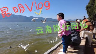 昆明海虹湿地公园除了划船喂海鸥，带把铲子就可以挖野菜了