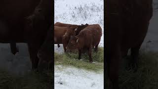 Who Is Feeding Their Cattle This Morning? #angus #cattle #cows