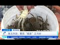 正点财经 夏种夏收 湖北洪湖：蟹苗“搬家”正当时 cctv财经