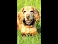 Cocker spaniel puppy | A Puppy's Journey to Happiness #Shorts #cockerspaniel  #dog