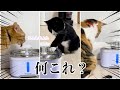 初めて「湧き出る水」をみた猫の反応が可愛すぎた…