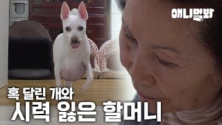 가슴에 커다란 혹을 달고 사는 행운이 와 시력 잃은 할머니의 사연ㅣA Dog with a large lump and a Grandmother who lost her sight