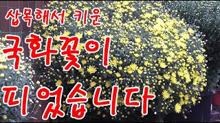 삽목해서 키운 국화 꽃이 피었습니다