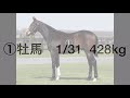 【競馬 一口馬主】 馬体クイズno.34 g1馬3頭の歩様。　超難問！　適性を見抜けるか⁈ horse race racehorse japan