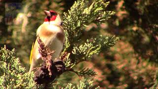 Saka Kuşu Ötüşü,Goldfinch sound