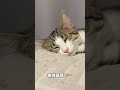 保護した子猫の中身は人間だったようです shorts 子猫 保護猫 猫 猫のいる暮らし catlover