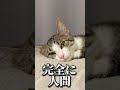 保護した子猫の中身は人間だったようです shorts 子猫 保護猫 猫 猫のいる暮らし catlover