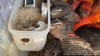 Baby Quail - More than half is male 居然超过一半都是公鹌鹑 又不忍心吃掉 真是.... | 美国农民 / 城市农夫