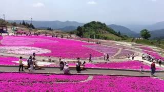 茶臼山高原の天空の芝桜です！