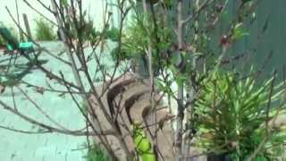 Why The Peach Tree Dropping Leave