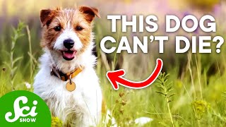 The Truth About the Single-Celled Dog