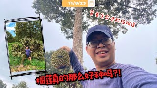 4天没黑刺榴莲跌了! 可是风大雨大⛈️工人屋子和榴莲树都倒了! 💔 ｜Vlog480