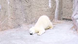 shigebokさん 旭山動物園のゆめちゃん