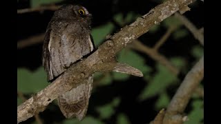 じっと縄張り争いの相手を確認しているリュウキュウコノハズク（Ryukyu Scops-Owl）