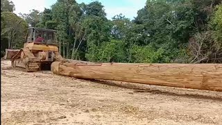 Alat berat bulldozer tarik kayu