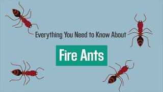 Everything You Need to Know About Fire Ant Stings