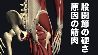 股関節の硬さの原因になり得る筋肉を解説してみた