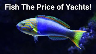 The Most Expensive Saltwater Fish (And Alternatives You Can Afford)