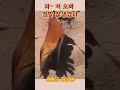 417 잘생긴 수탉이 등장했을 때 a handsome cock has appeared shorts 쇼츠 humor