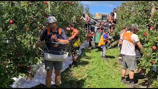 Harvestwear Picking Bags and Apple Picking Platforms