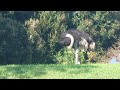 何か啄んでる翼くん　ダチョウ　千葉市動物公園にて