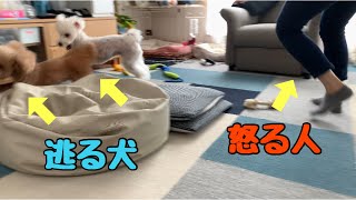 調子にのりすぎた愛犬と戦う飼い主w【トイプードル 】【マルプー】