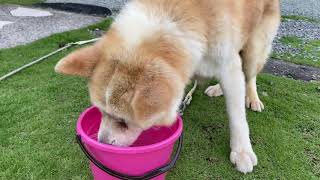 最期が近いながらも必死に水をがぶ飲みする秋田犬(武蔵)の動画