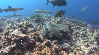 Million-Dollar Reef Sharks | Pew