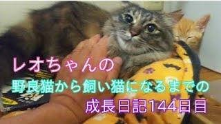 レオちゃんの野良猫から飼い猫になるまでの成長日記144日目