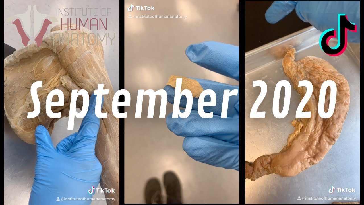 Human Anatomy TikTok Compilation | September 2020 | Institute Of Human ...