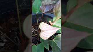 Rainbow Anthurium