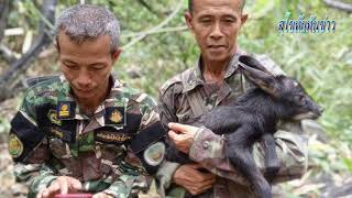 สุโขทัยทันข่าว พบลูกเลียงผาในป่า คาดสุนัขจิ้งจอกไล่ล่าทำให้พลัดหลงจากแม่    stnews140364 a