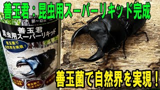 ＃昆虫　＃クワガタ　＃カブトムシ　＃オオクワガタ（昆虫）善玉君：昆虫用スーパーリキッド完成！善玉菌で自然界を実現！