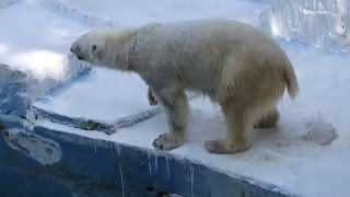 あらま、オシッコしちゃった イッちゃん（Шилка）　　　天王寺動物園のホッキョクグマ