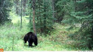 Black bear scared by grouse