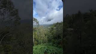 Gorgeous Moving Clouds in Kerala's Munnar! #munnar #kerela #beautifulnature #naturebeauty #mustvisit