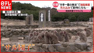 【列島襲来】“今季一番の寒波”  動物園では“サル団子”で寒さしのぐ