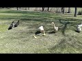 baby geese meets parents for first time