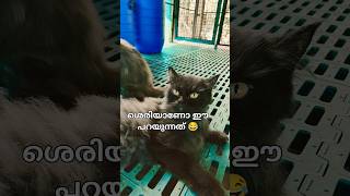 പെണ്ണുങ്ങൾ ഇങ്ങനെ ആണോ #shorts #funny #trending #viral #for cat lovers