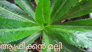 ആഫ്രിക്കൻ മല്ലി||African Malli||Long Coriander||മലയാള വിവരണം||SANJEEVANI