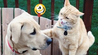 So Funny! Funniest Cats and Dogs 2024🤔New Funny Animals 2024😹🐕 part8