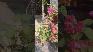 Bougainvillae flower കടലാസ് പൂക്കൾ#gardening