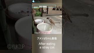 スズメにとってキャットフードのカリカリはおいしいらしい　Sparrows prefer dry cat food